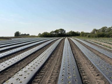 Dwayne Rhodiola rows seedlings