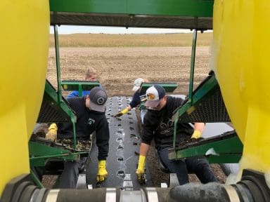 Jane Dwayne transplanting