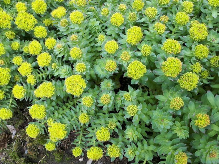 Rhodiola rosea May flowers