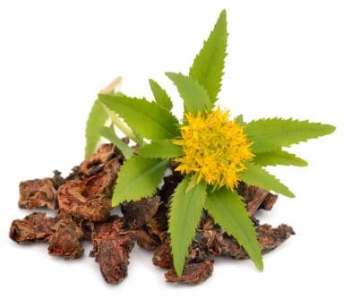 Rhodiola rosea dry roots and flower