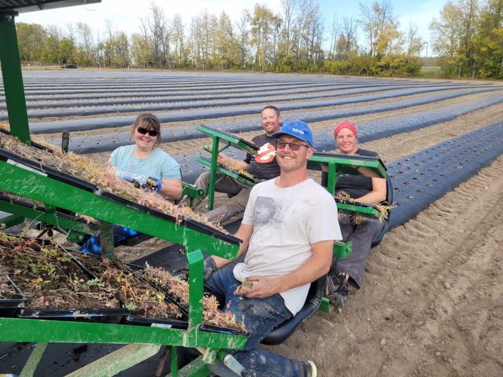 Transplanting Rhodeola rosea