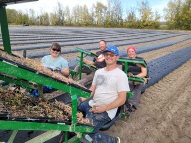 Transplanting Rhodeola rosea