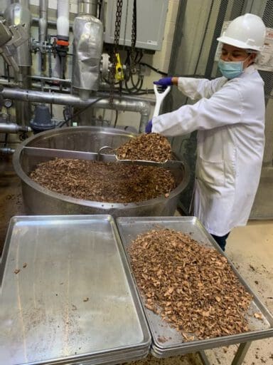 Rhodiola rosea pasteurization