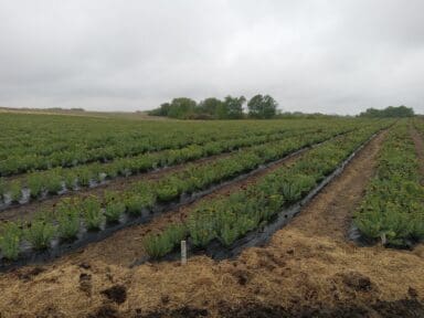 rhodiola rosea field