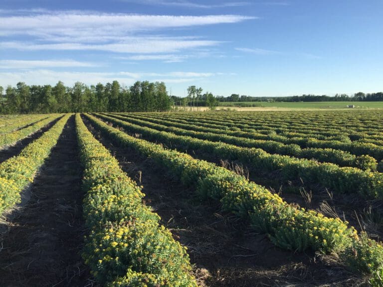 Rows of flowering Rhodiola rosea