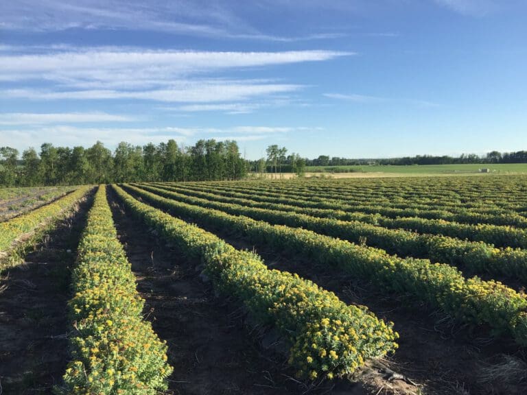 Rows of flowering rhodiola rosea