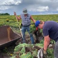 Spring Rhodiola Harvest